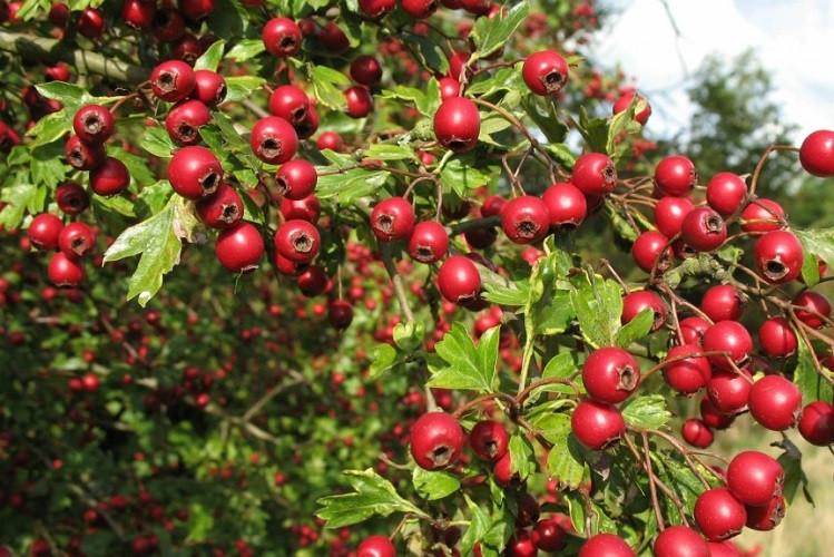 Traditional Remedies for Better Sleep