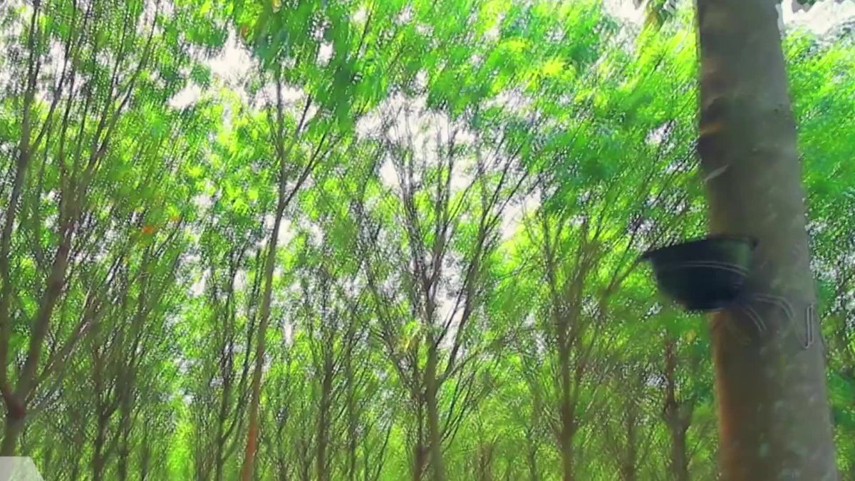 Rubber trees in a plantation, with a cup collecting natural latex