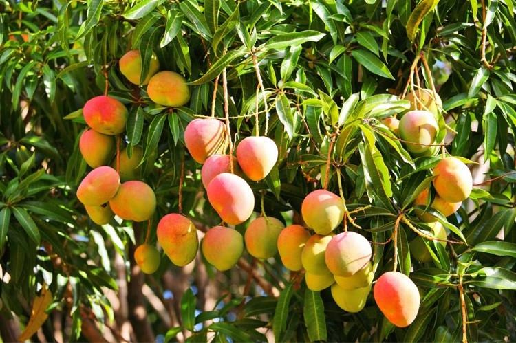 Summer Fruits & Vegetables that help us Sleep Better