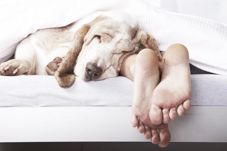 Should you share your Bed with your Dog?